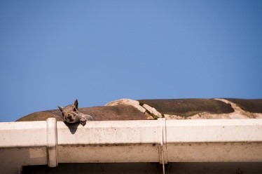 Read more about the article Are Your Gutters a Breeding Ground for Pests?