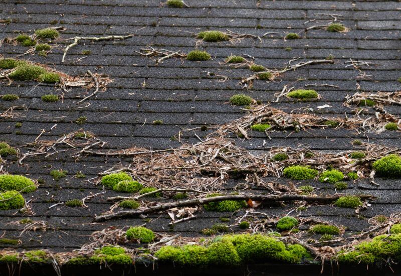 moss algae on roof woodinville wa